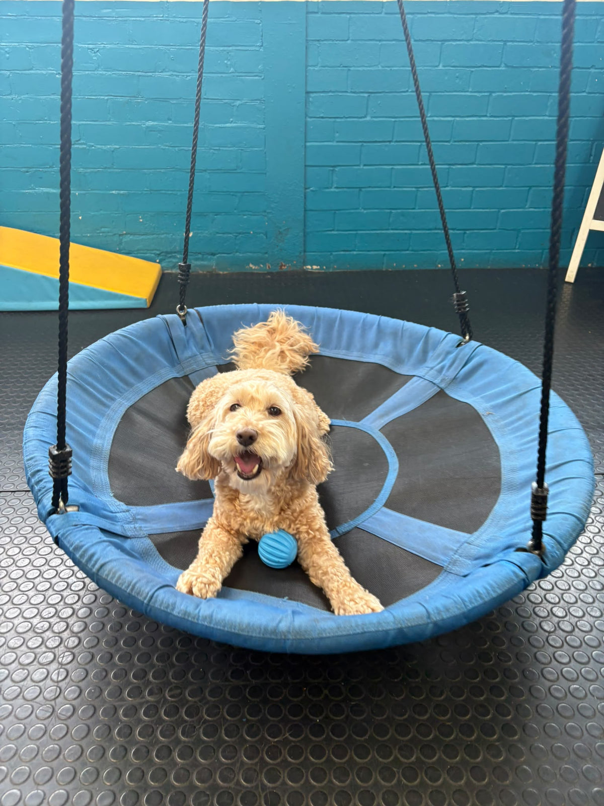 Eddie the Cockapoo celebrating his ninth birthday, sitting on the blue swing with a blue ball at Woof and Tumble Soft Play.