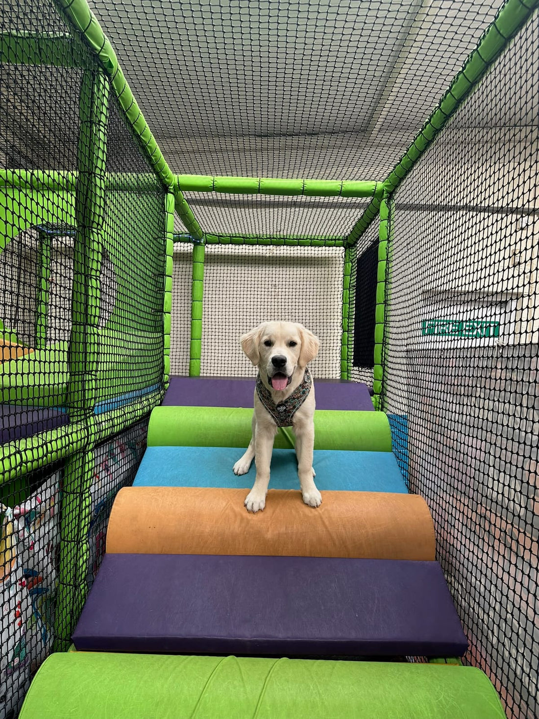 Golden Retriever enjoying the colourful Woof & Tumble dog Soft Play at Mansfield Canine Centre