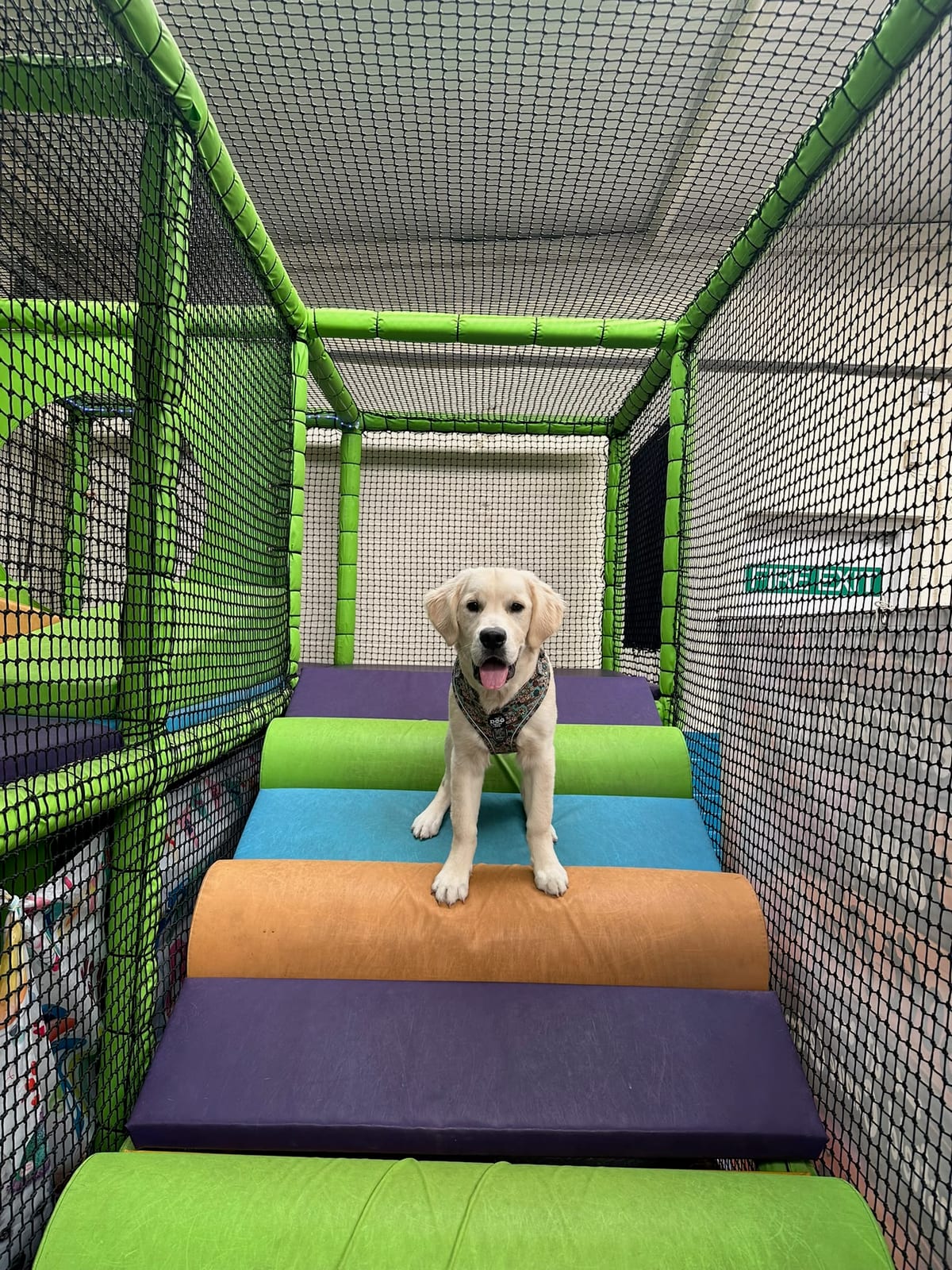 Golden Retriever enjoying the colourful Woof & Tumble dog Soft Play at Mansfield Canine Centre