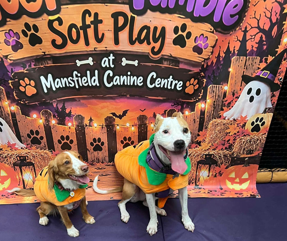 Two dogs in orange pumpkin costumes sit in front of the Halloween soft play backdrop at Mansfield Canine Centre, decorated with ghosts, pumpkins and paw prints.