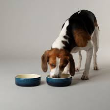 Scruffs Ombré Pet Food and Water Bowl