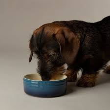 Scruffs Ombré Pet Food and Water Bowl