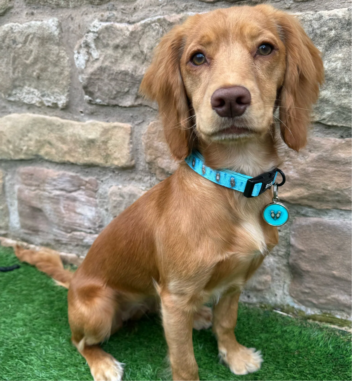 Pup Chic Boutique Dog Collar - Otterly Lovely
