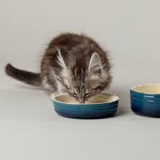 Scruffs Cat and Small Pet Saucer - Blue