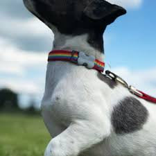 Red Dingo Dog Collar - Rainbow Red