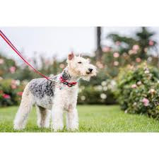 Red Dingo Dog Lead - Rainbow Red