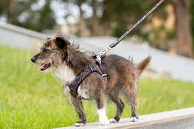 Red Dingo Dog Lead - Small / Black Squiggles