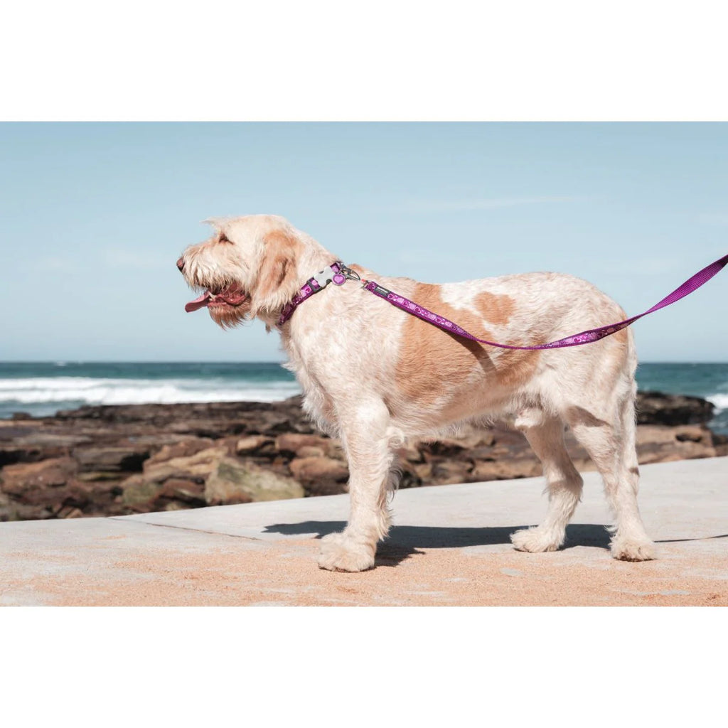 Red Dingo Dog Lead - Purple Breezy Love
