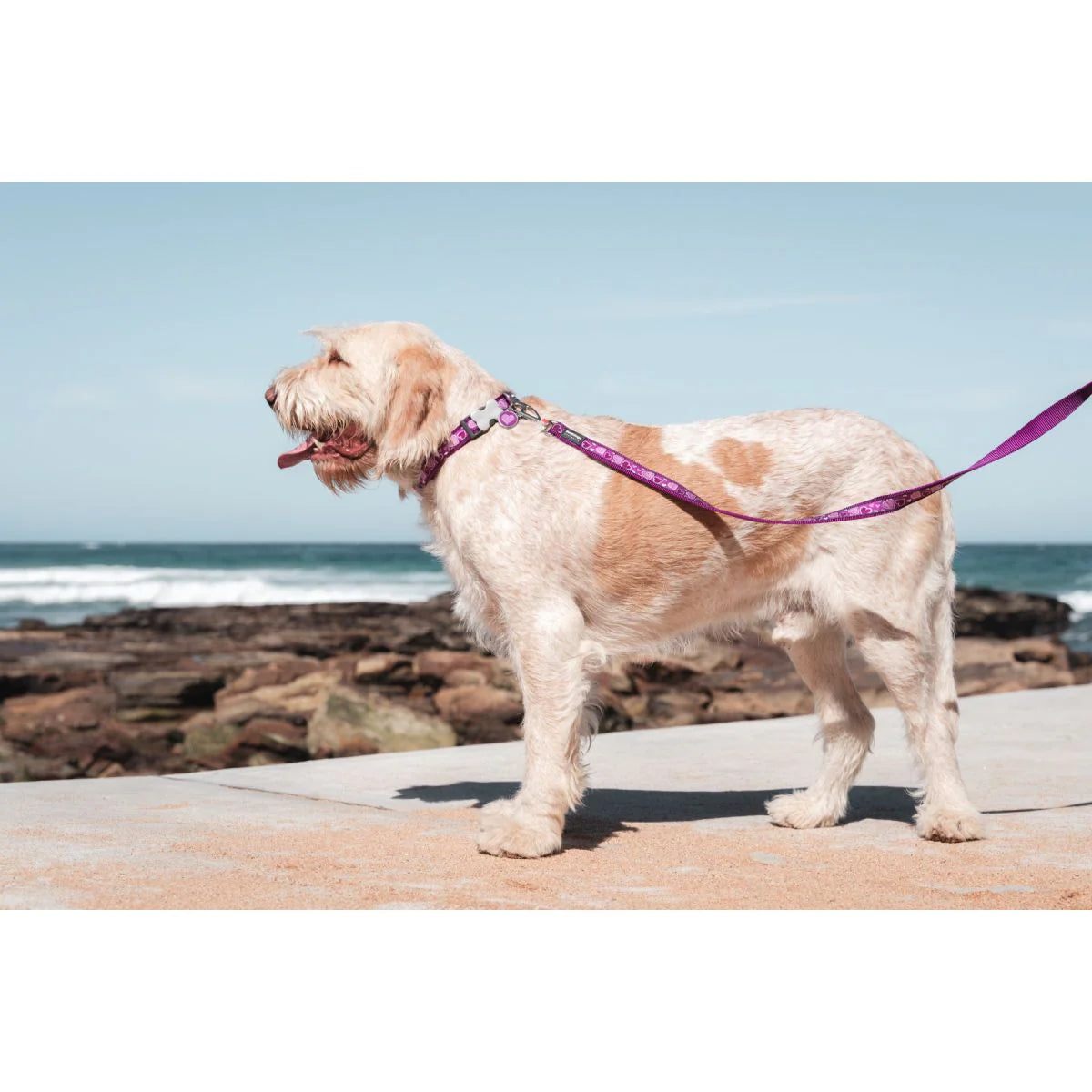Red Dingo Dog Lead - Purple Breezy Love