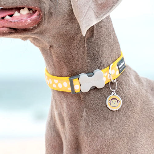 Red Dingo Dog Collar - Yellow With White Spots