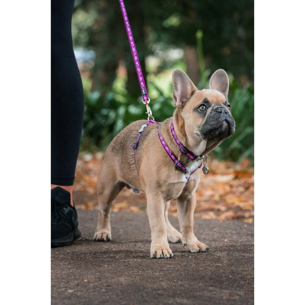 Red Dingo Puppy Pack - Breezy Purple
