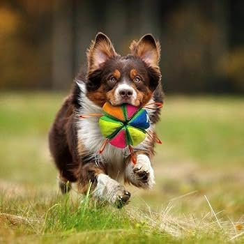 Nerf Dog Plush Squeak and Crunch Wedge Ball with Straps - 5.9in