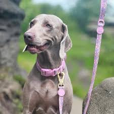 Pawsome Paws Boutique Dog Lead - Nala