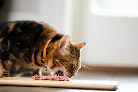 Bella & Duke Raw Cat/Kitten Food