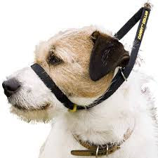 Canny Collar - Black