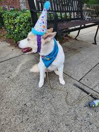 BARK! Party Pooper Hat Dog Toy