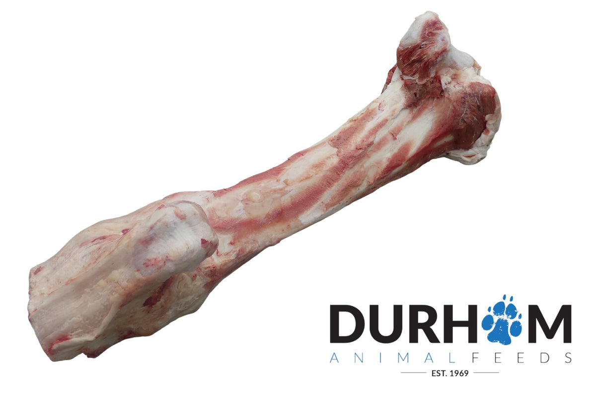 Durham Animal Feeds Jurassic Bone - 1 Piece