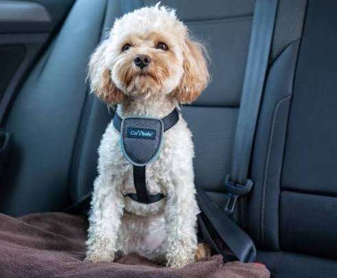 Company of Animals CarSafe Black Travel Harness