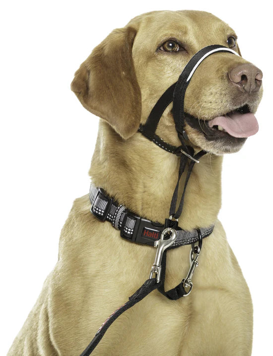 Company of Animals Halti Headcollar