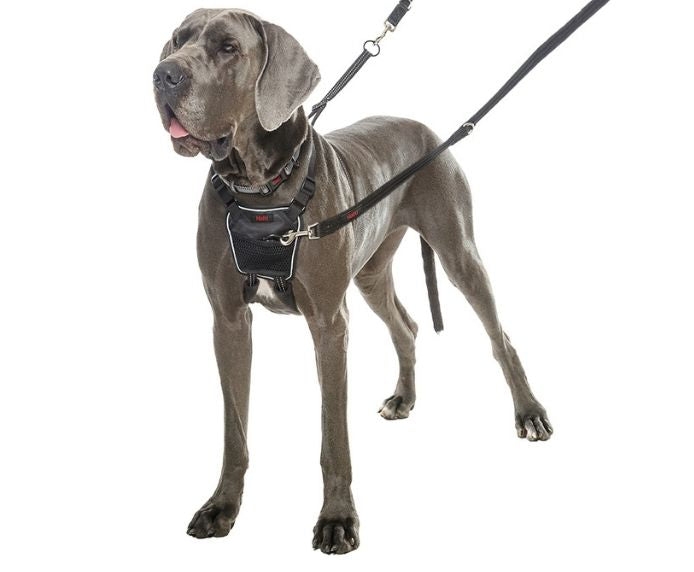 Company of Animals Halti No Pull Harness Orange