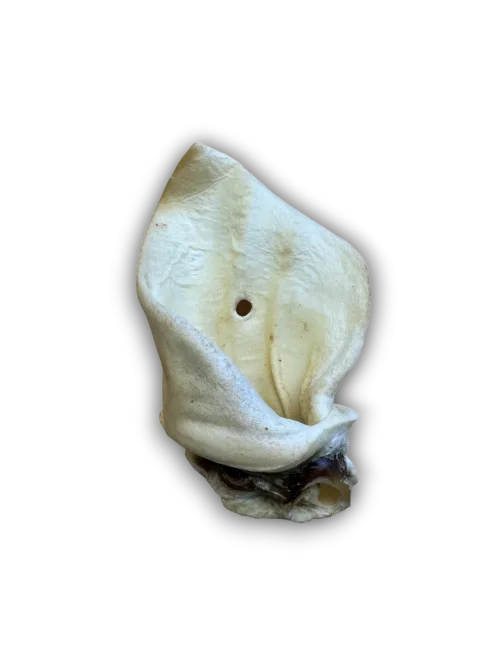 Anco Naturals Meaty Cow Ear