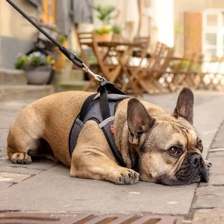 Curli Vest Dog Harness Merino Clasp - Small / Black