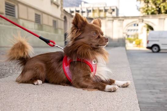 Curli Vest Dog Harness Merino Clasp - Small / Red