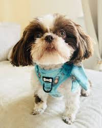 Pup Chic Boutique Step-In Adjustable Dog Harness - Otterly Lovely