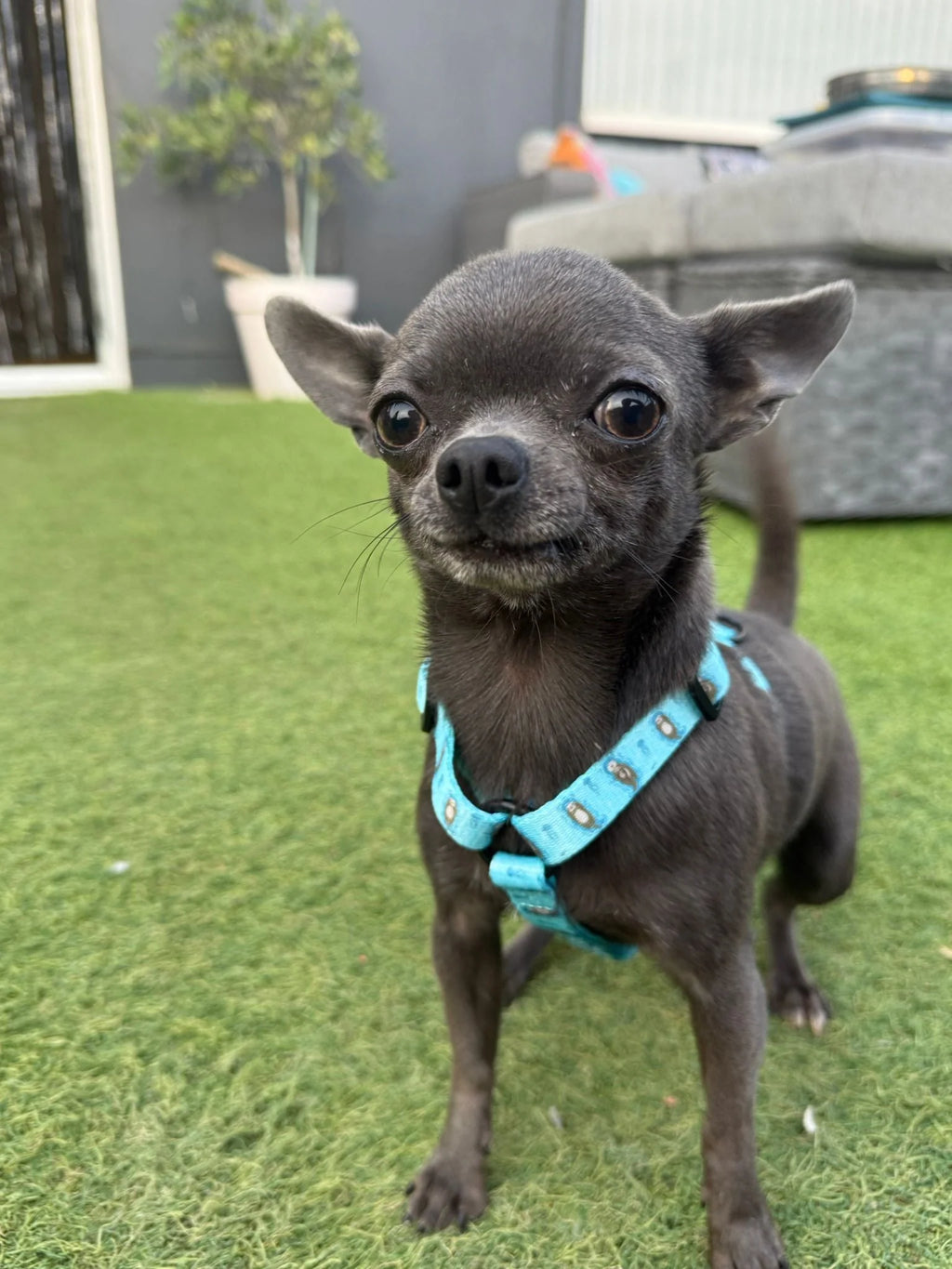 Pup Chic Boutique Otterly Lovely Puppy Harness