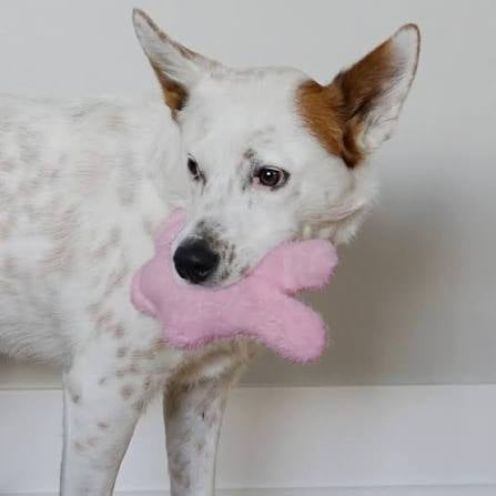 KONG Snuzzles Bunny - Small