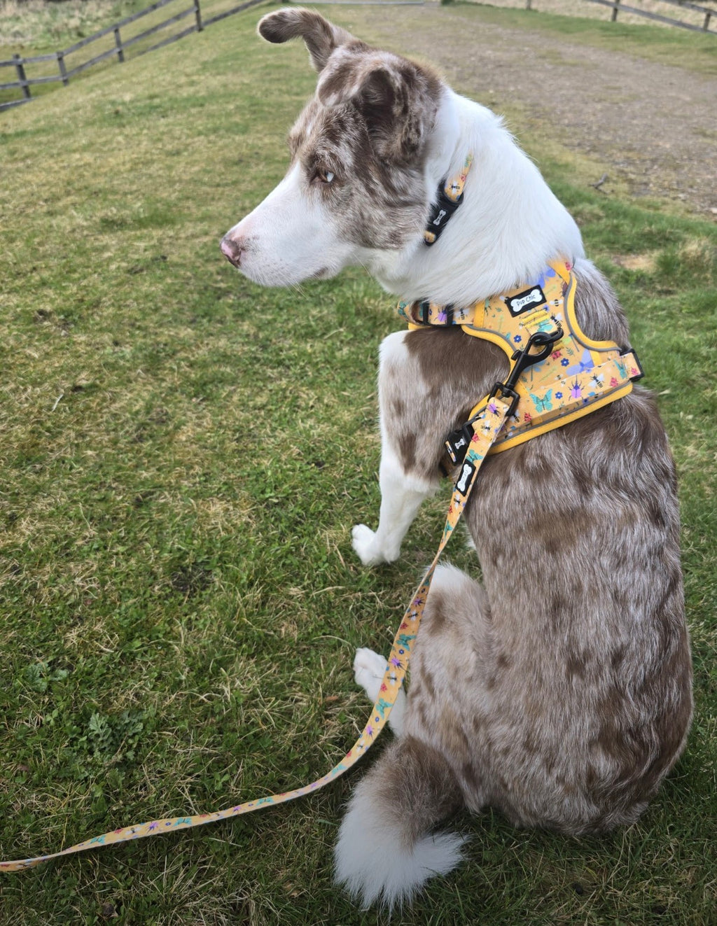 Pup Chic Boutique Dog Lead - Summer Buzzin Yellow / 5ft