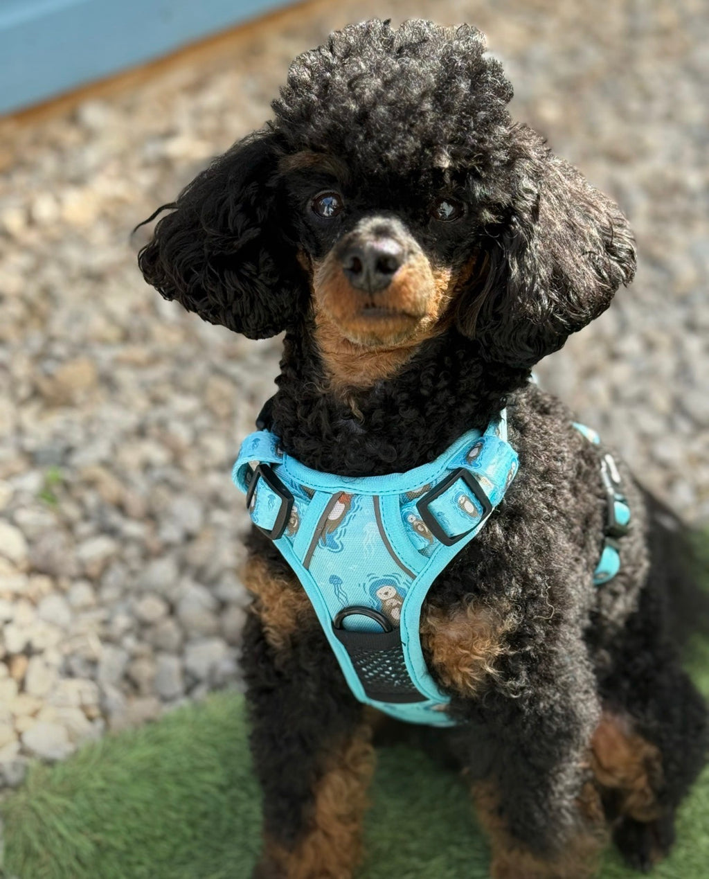 Pup Chic Boutique Tactical Dog Harness - Otterly Lovely