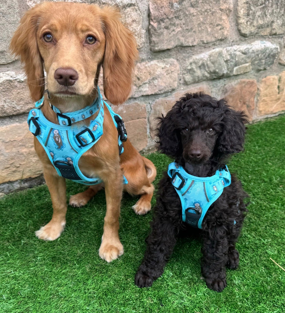 Pup Chic Boutique Tactical Dog Harness - Otterly Lovely