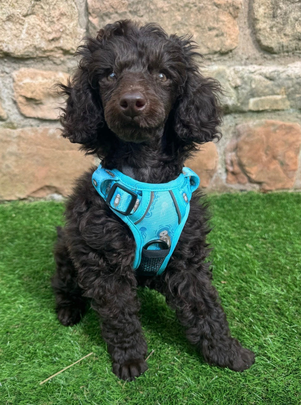 Pup Chic Boutique Tactical Dog Harness - Otterly Lovely