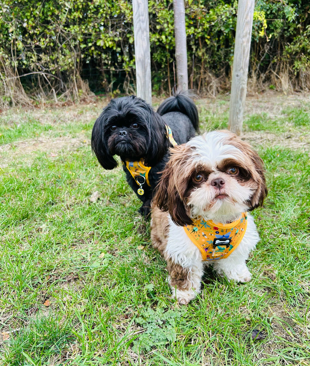 Pup Chic Boutique Step-In Adjustable Dog Harness - Summer Buzzin